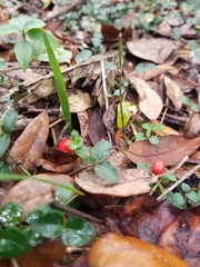 Mitchella repens image