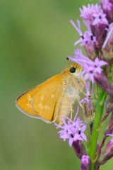 Hesperia meskei straton