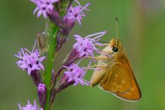 Hesperia meskei straton