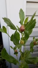 Neolasioptera lathami