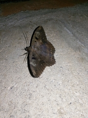 Feigeria claricostata