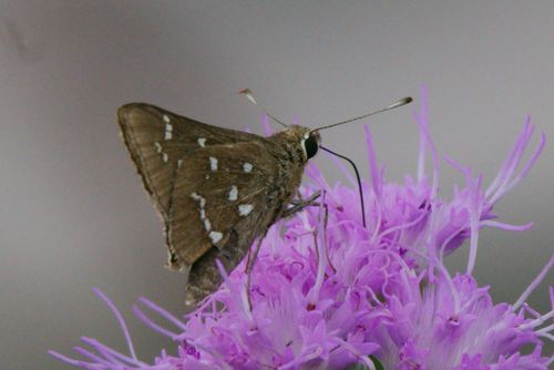 Loammi Skipper photo 5