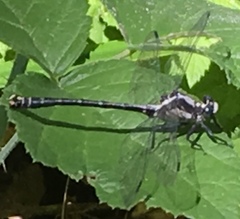 Octogomphus specularis