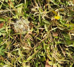 Taraxacum bessarabicum