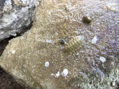 Rhyssoplax olivacea
