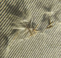 Taraxacum bessarabicum