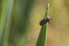 Dermestes mustelinus