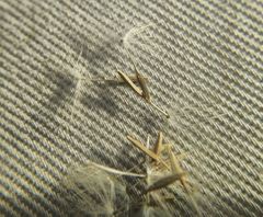 Taraxacum bessarabicum