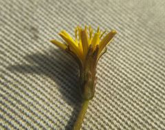 Taraxacum bessarabicum