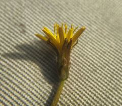 Taraxacum bessarabicum