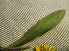 Taraxacum bessarabicum
