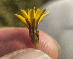 Taraxacum bessarabicum