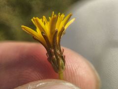 Taraxacum bessarabicum