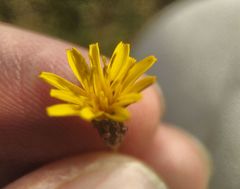 Taraxacum bessarabicum