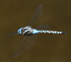 Rhionaeschna multicolor