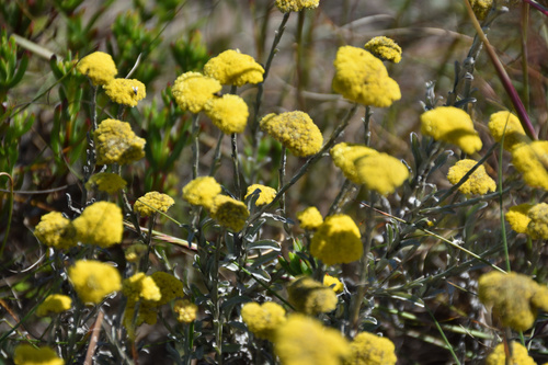 Fairy Everlasting (Helichrysum albanense)