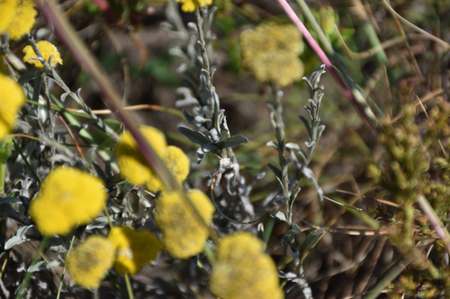 Image of Helichrysum albanense by (c) Andrew Gillespie, some rights reserved (CC BY-SA)