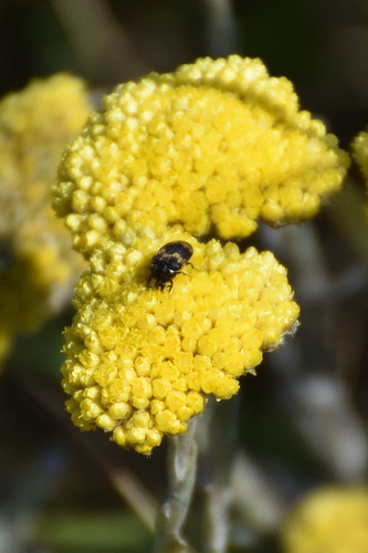 Image of Helichrysum albanense by (c) Andrew Gillespie, some rights reserved (CC BY-SA)