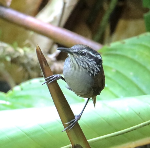 White-breasted Wood Wren (Henicorhina leucosticta), photo 8