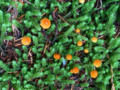 Mycena strobilinoidea