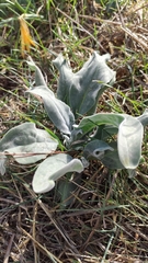 Cynoglossum columnae