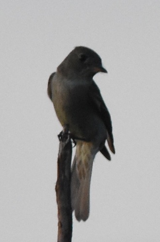 Tyrannidae image