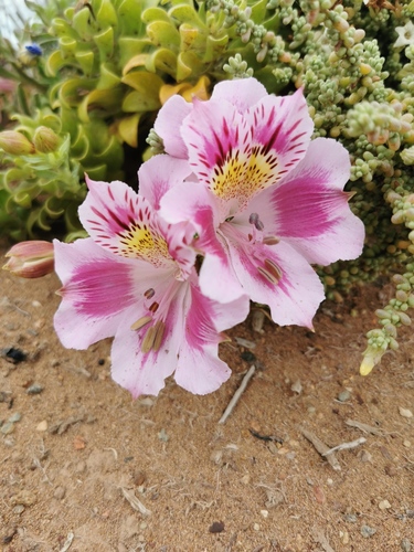 Alstroemeria pelegrina (Alstroemeria pelegrina)