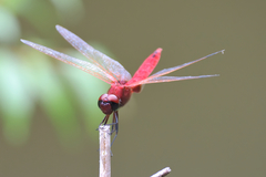 Urothemis signata insignata