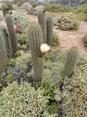 Trichocereus chiloensis litoralis