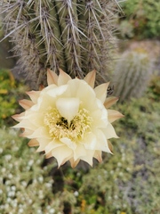 Trichocereus chiloensis litoralis