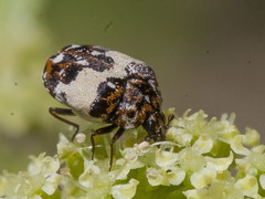 Anthrenus isabellinus