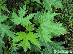 Girardinia diversifolia