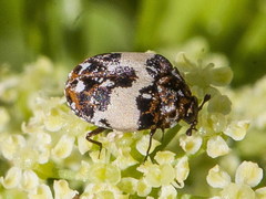 Anthrenus isabellinus