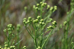 Senecio chrysocoma