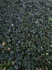 Hedera helix