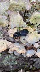 Odontotaenius disjunctus