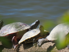 Pseudemys rubriventris