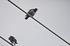 Columba livia