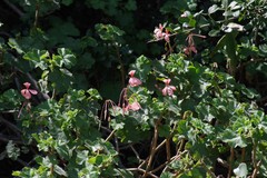Pelargonium frutetorum