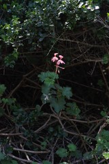Pelargonium frutetorum