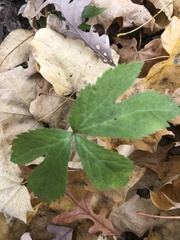 Hydrastis canadensis