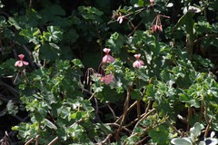 Pelargonium frutetorum