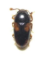 Dacne quadrimaculata