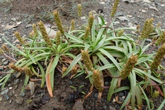 Plantago maritima juncoides