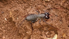 Mastigoproctus colombianus