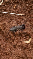 Mastigoproctus colombianus