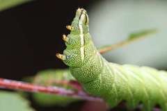 Endromis versicolora meridionalis