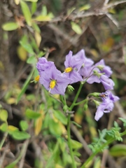 Solanum pinnatum