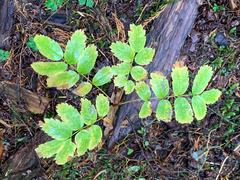 Sorbus sitchensis sitchensis