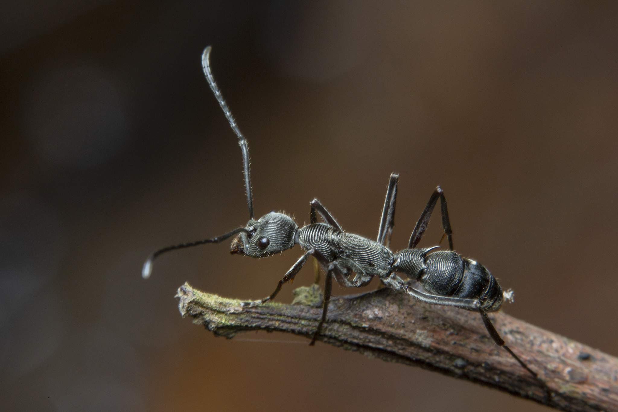 Diacamma geometricum